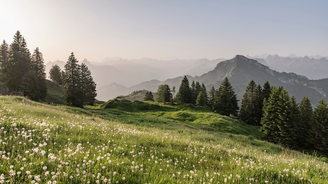Rigi Burggeist Sommer (Hero Bild)