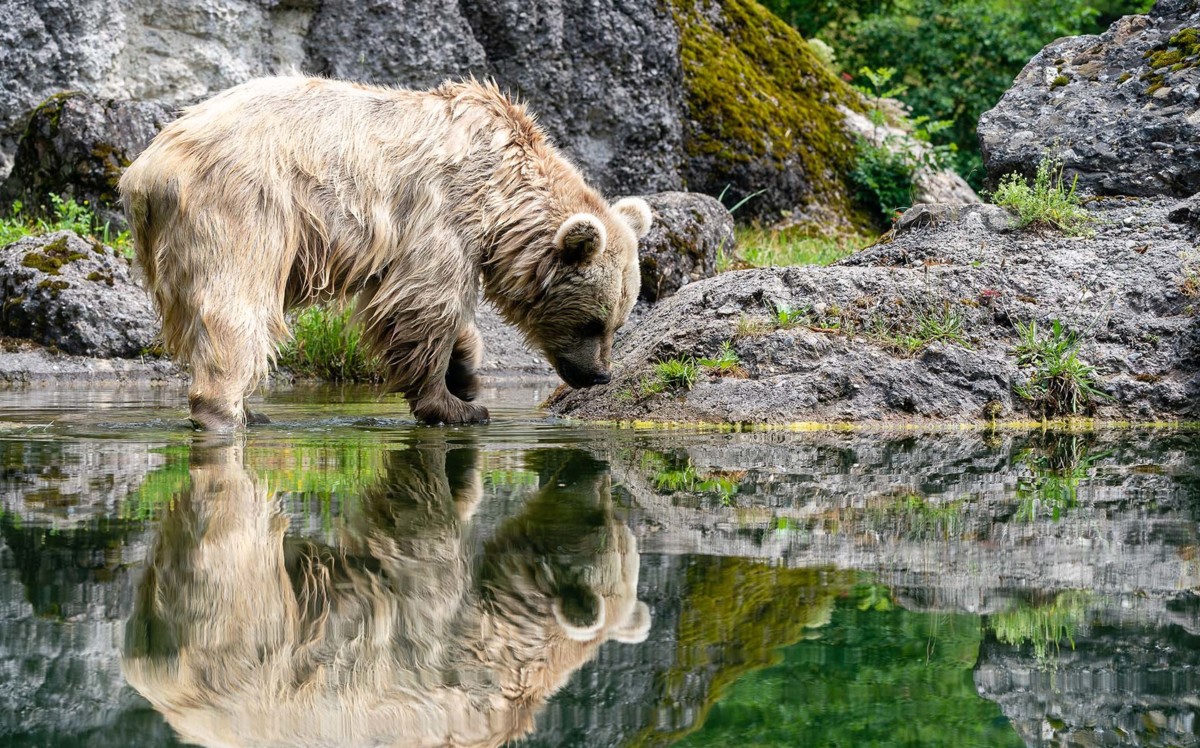 Braunbär Tierpark Goldau