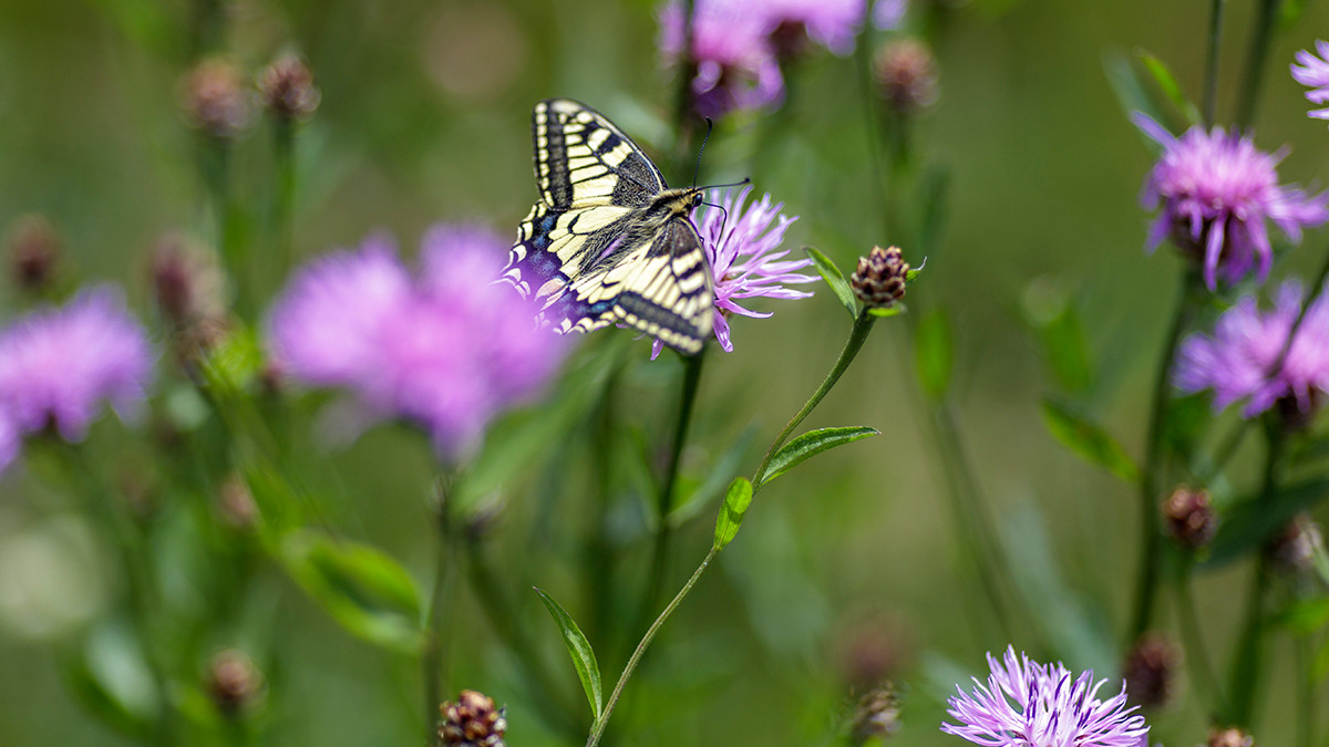 Blumenpfad