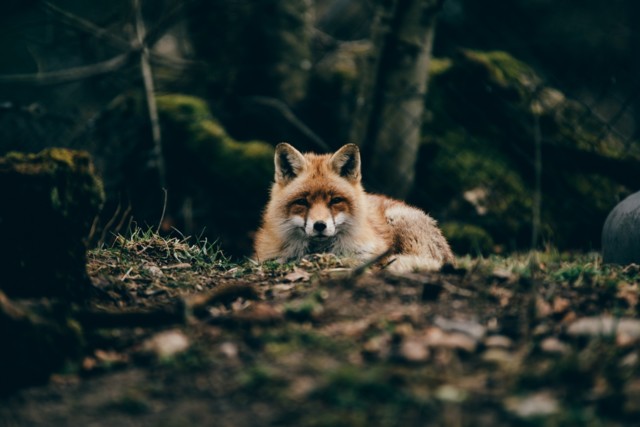 Rotfuchs Tierpark Goldau