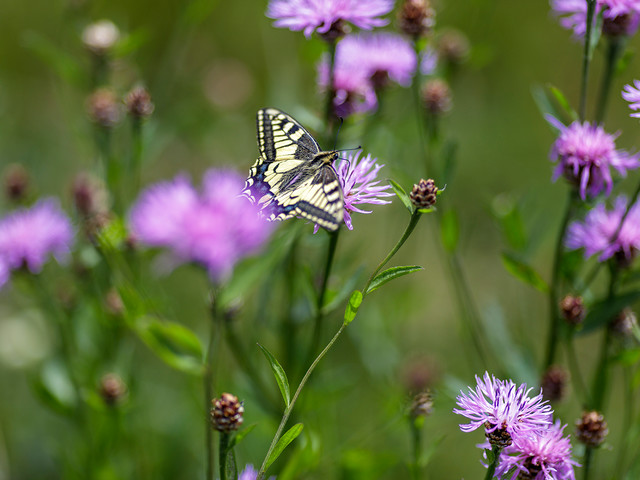 Blumenpfad