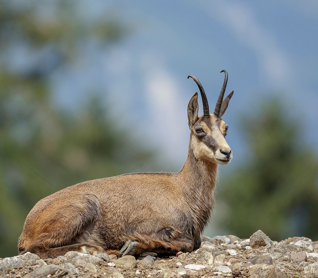 Natur- und Tierpark Goldau