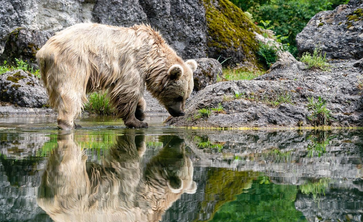 Braunbär Tierpark Goldau