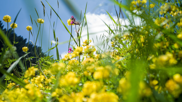 Blumenwiese