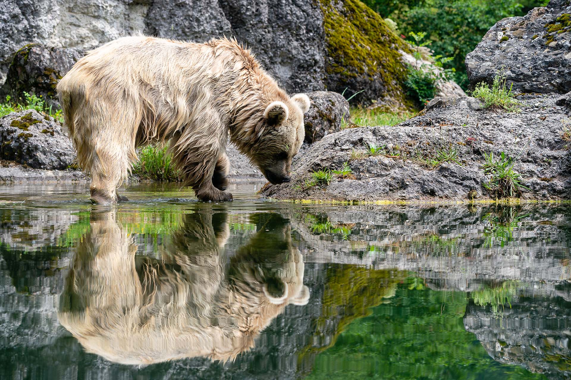 Braunbär badet im Natur- und Tierpark Goldau